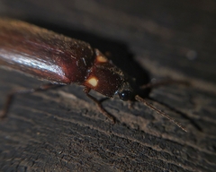 Phanophorus perspicax