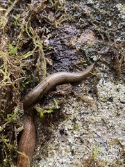 Prophysaon andersonii