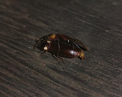 Phanophorus perspicax