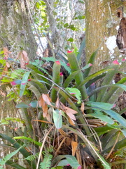 Neoregelia