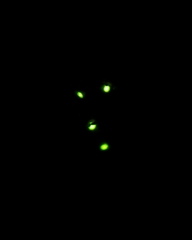 Phanophorus perspicax