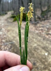 Carex laxiflora