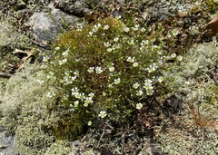 Mononeuria glabra
