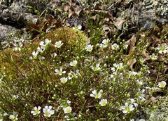 Mononeuria glabra