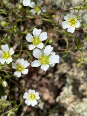 Mononeuria glabra