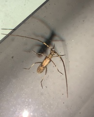 Didymocantha obliqua