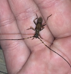 Didymocantha obliqua