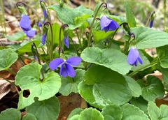 Viola cucullata