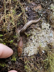 Prophysaon andersonii