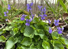 Viola cucullata