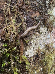 Prophysaon andersonii