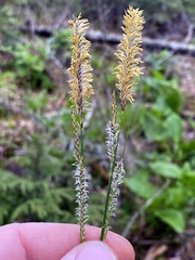 Carex stricta