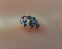 Psyllobora picta