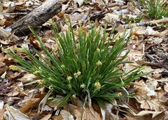 Carex laxiflora