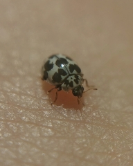 Psyllobora picta