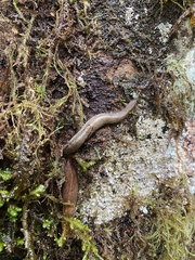 Prophysaon andersonii