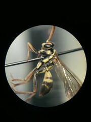 Poecilopompilus mixtus