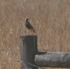 Cincloramphus cruralis