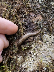 Prophysaon andersonii