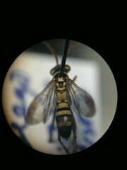 Poecilopompilus mixtus