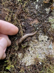 Prophysaon andersonii