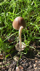 Psathyrella longipes
