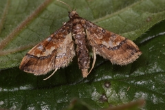 Hydriris ornatalis