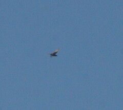 Cincloramphus cruralis