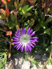 Disphyma crassifolium