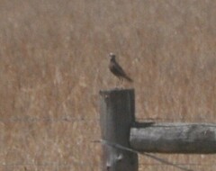 Cincloramphus cruralis