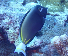 Acanthurus nigricans