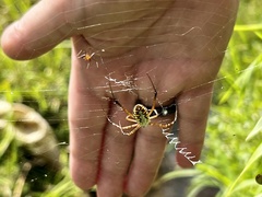 Argiope catenulata