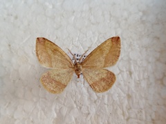 Heterolocha laminaria