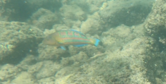 Thalassoma trilobatum
