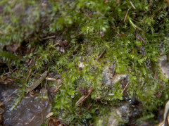 Cephalozia bicuspidata