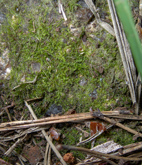 Cephalozia bicuspidata