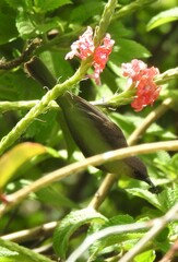 Myzomela obscura