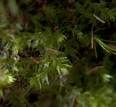 Cephalozia bicuspidata