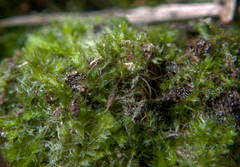 Cephalozia bicuspidata