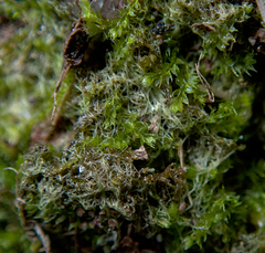 Cephalozia bicuspidata