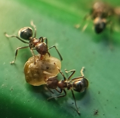 Dolichoderus thoracicus