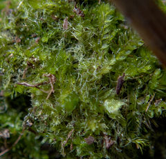 Cephalozia bicuspidata