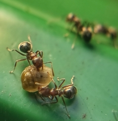 Dolichoderus thoracicus