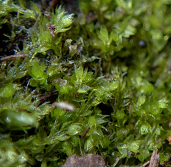 Cephalozia bicuspidata