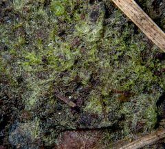 Cephalozia bicuspidata