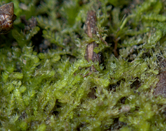 Cephalozia bicuspidata