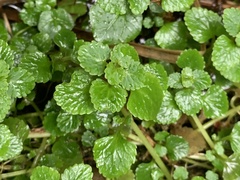 Chrysosplenium glechomifolium