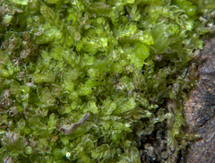 Cephalozia bicuspidata