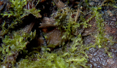 Cephalozia bicuspidata