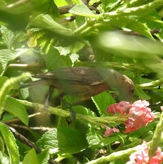 Myzomela obscura